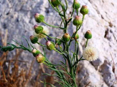 Karahindiba çiçeği. üfleme ve sinek çiçekler.