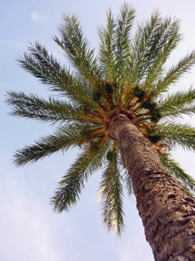 Palmiye ağacı dalları ve yaprakları Bay Cadiz, Andalusia'nun başşehri ile. İspanya. Europe