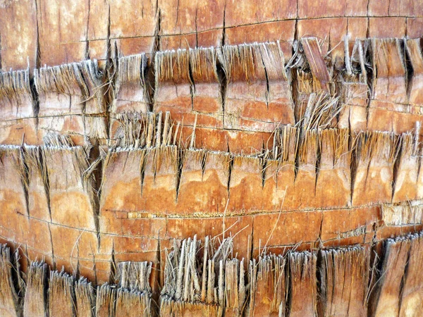 Cadiz Endülüs Başkenti Koyunda Palmiye Ağacı Detay Spanya Avrupa — Stok fotoğraf