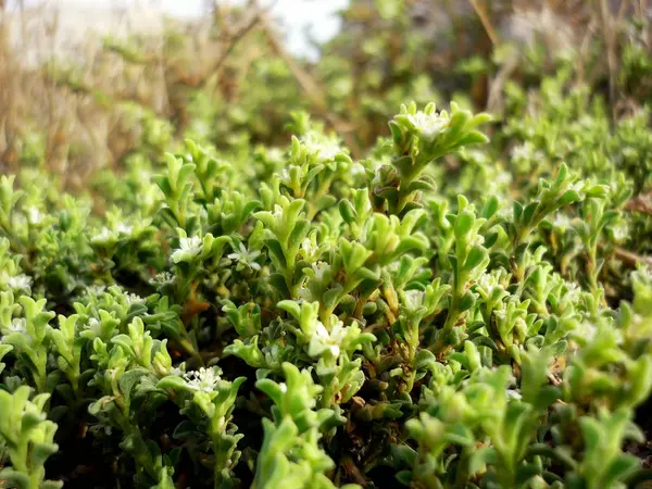 Arbustos Primavera Jardín Del Parque — Foto de Stock