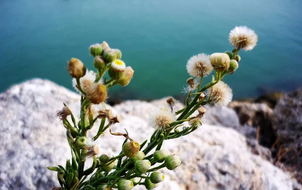 Flor Diente León Flores Que Soplan Vuelan —  Fotos de Stock