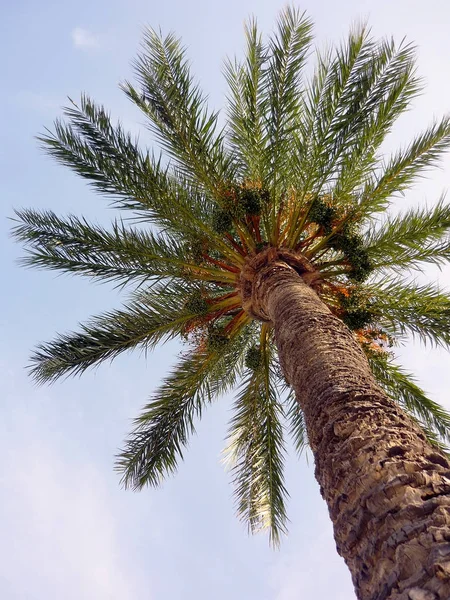 Palmera Con Ramas Hojas Bahía Capital Cádiz Andalucía España Europa —  Fotos de Stock