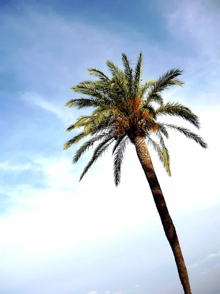Пальмовое Дерево Ветвями Листьями Заливе Столицы Андалусии Кадиса Испании Европа — стоковое фото