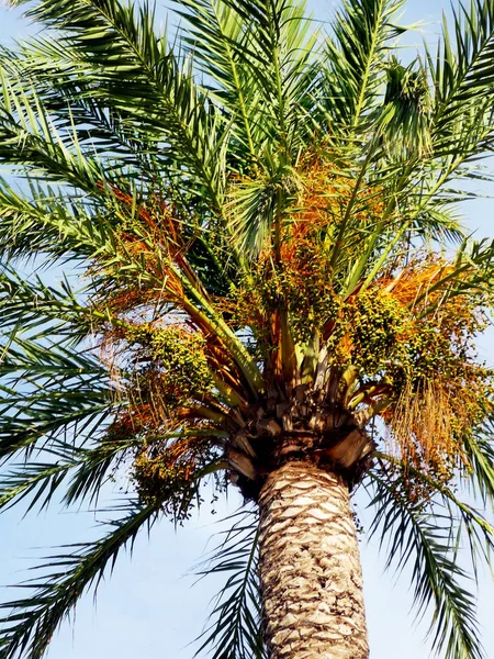 Palme Mit Zweigen Und Blättern Der Bucht Der Andalusischen Hauptstadt — Stockfoto