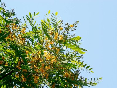 Forest park Bahçe ağaçları