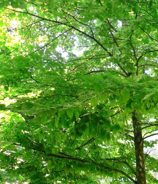 Forest park Bahçe ağaçları