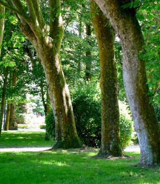 Forest park Bahçe ağaçları