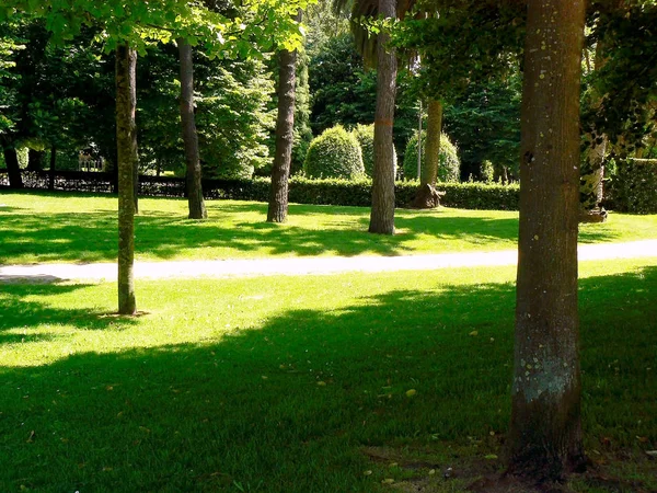 Bäume Waldpark Garten — Stockfoto