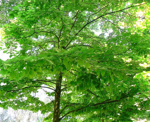 Trees Forest Park Garden — Stock Photo, Image