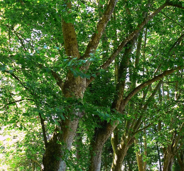 Forest Park Bahçe Ağaçları — Stok fotoğraf