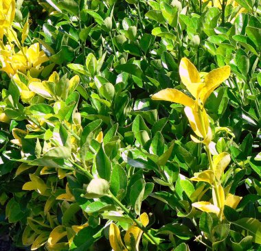 Baharda sarı çiçekli dallar park bahçesinde.