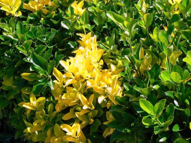 Baharda sarı çiçekli dallar park bahçesinde.