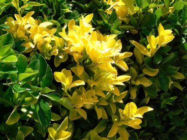 Baharda sarı çiçekli dallar park bahçesinde.