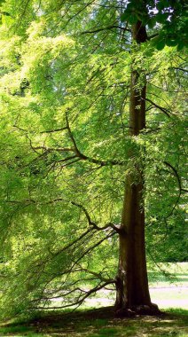 Forest park Bahçe ağaçları