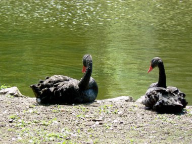 Bornos rezervuar gölü, Cadiz. Endülüs. Espaa. Europa. 