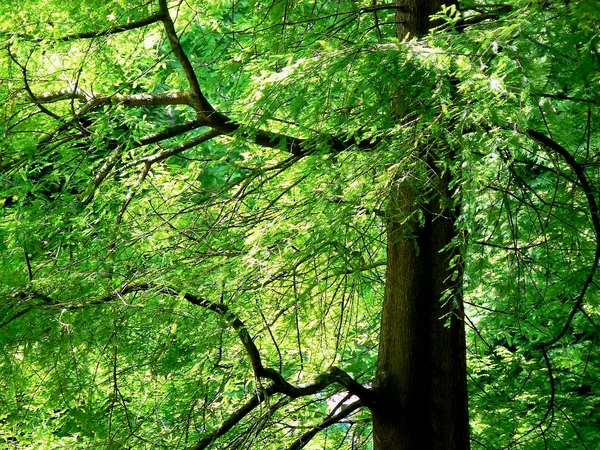 Árvores Jardim Parque Florestal — Fotografia de Stock