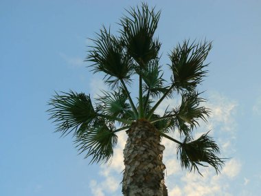 Palmiye ağacı dalları ve yaprakları Bay Cadiz, Andalusia'nun başşehri ile. İspanya. Europe