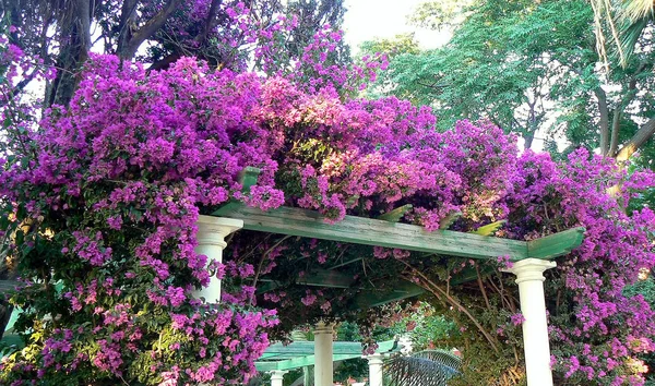 Parque Genovs Jardín Botánico Cdiz Capital Andalucía España Europa —  Fotos de Stock