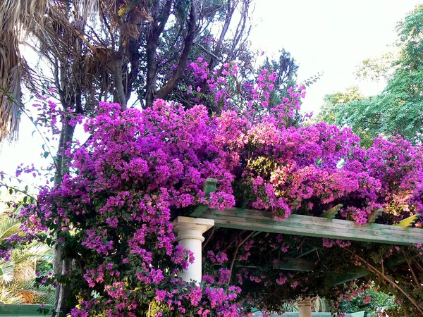 Cdiz Başkenti Parque Genovs Botanik Bahçesi Endülüs Spanya Avrupa — Stok fotoğraf