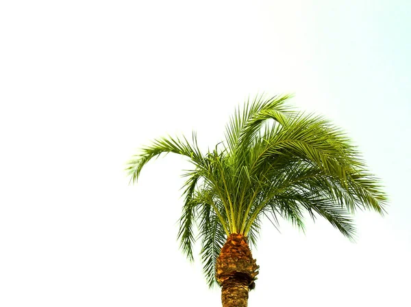 Palmboom Met Takken Bladeren Baai Van Hoofdstad Van Cadiz Andalusië — Stockfoto