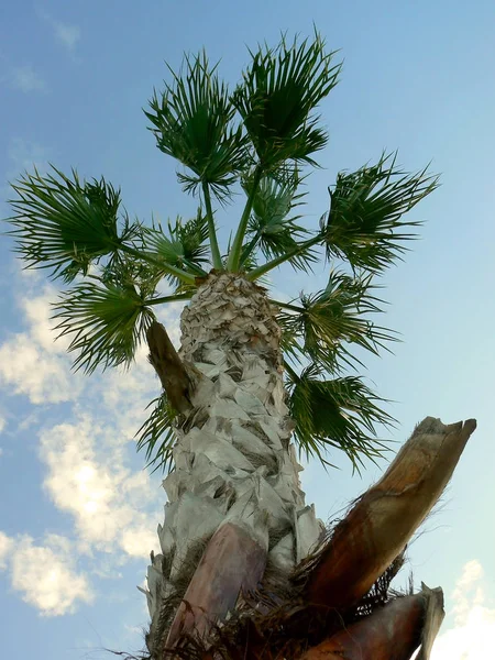 Palmera Con Ramas Hojas Bahía Capital Cádiz Andalucía España Europa — Foto de Stock