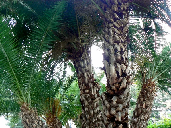 椰子の木の枝と葉はカディス アンダルシアの首都の湾 スペイン ヨーロッパ — ストック写真