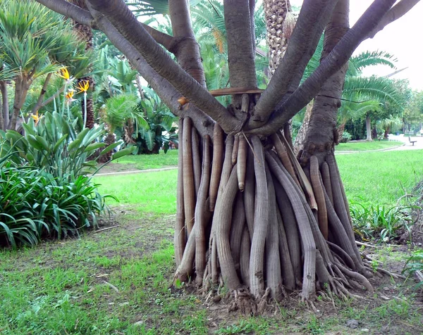 Ficus Pień Drzewa Parku Alameda Stolicy Kadyksu Andaluzja Hiszpania Europie — Zdjęcie stockowe