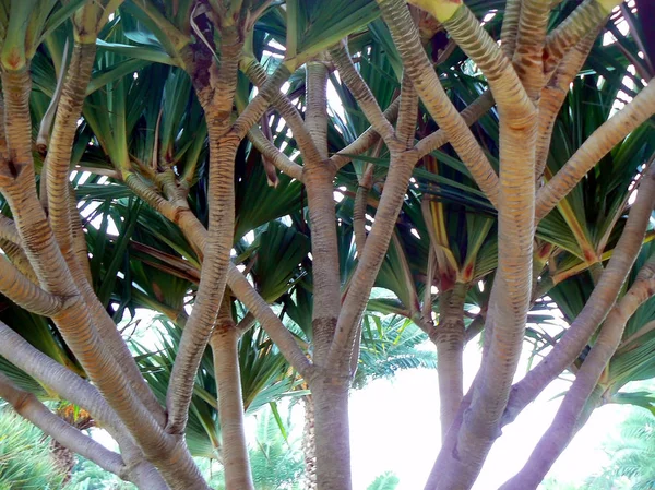 Tronco Albero Ficus Nel Parco Alameda Nella Capitale Cadice Andalusia — Foto Stock