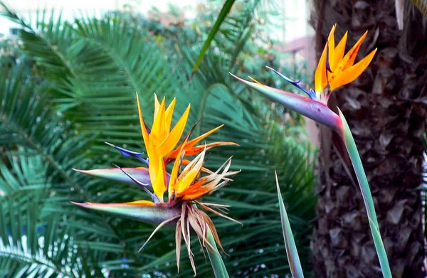 Flower bird of paradise or strelitzia reginae in a park of Cadiz, Andalusia. Spain. Europe