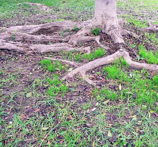 Ficus Tronco Árvore Parque Alameda Capital Cádiz Andaluzia Espanha Europa — Fotografia de Stock