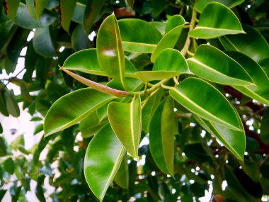 Andalusia, Cdiz başkenti Alameda parkta Ficus ağacı. İspanya