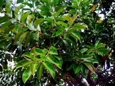 Andalusia, Cdiz başkenti Alameda parkta Ficus ağacı. İspanya