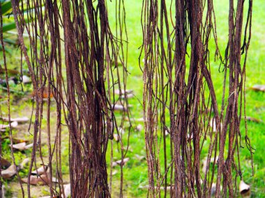 Andalusia, Cdiz başkenti Alameda parkta Ficus ağacı. İspanya