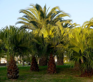 Park bahçesinde dalları ve yaprakları ile palmiye ağaçları