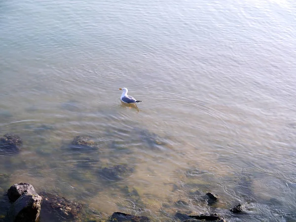 Güvercin Cadiz Limanında Dinleniyor Endülüs Spanya Avrupa — Stok fotoğraf