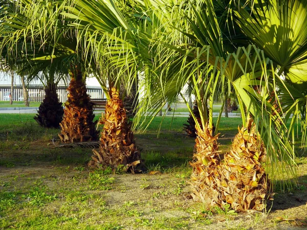 Palme Con Rami Foglie Nel Giardino Del Parco — Foto Stock