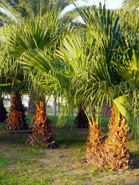 Palm Bomen Met Takken Bladeren Park Tuin — Stockfoto