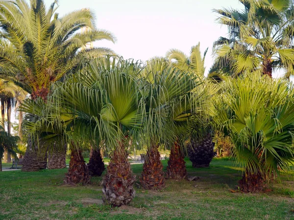 Palme Con Rami Foglie Nel Giardino Del Parco — Foto Stock