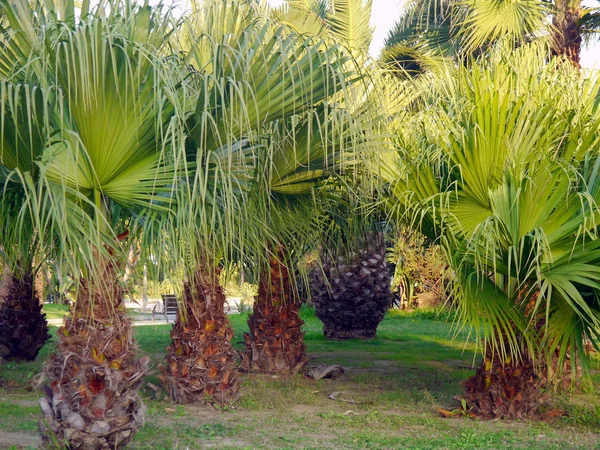 公园花园中有树枝和树叶的棕榈树 — 图库照片