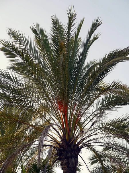 Palmen Mit Zweigen Und Blättern Parkgarten — Stockfoto
