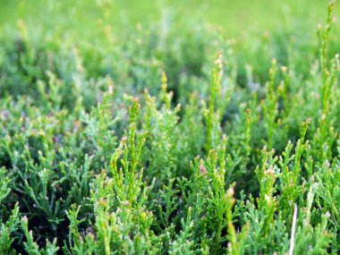 Park bahçesinde baharda çalılar