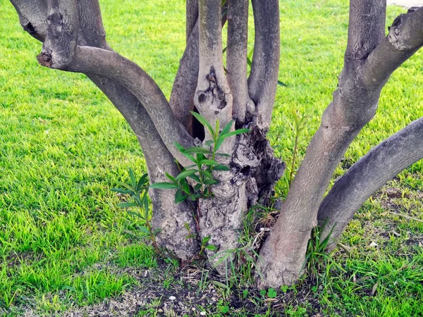 Pień Drzewa Ogrodzie Parku — Zdjęcie stockowe