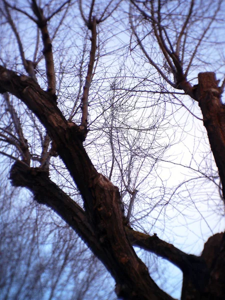 Branches Arbres Sans Feuilles Automne Dans Jardin Parc — Photo