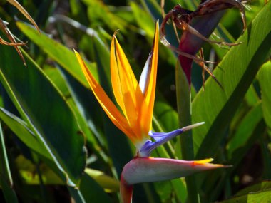 Cennet çiçek kuş veya Cadiz, Endülüs bir parkta Strelitzia reginae. İspanya. Avrupa