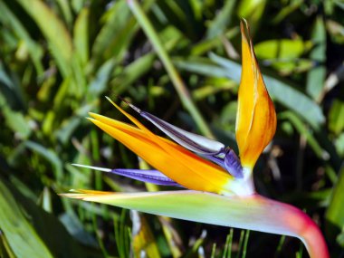 Cennet çiçek kuş veya Cadiz, Endülüs bir parkta Strelitzia reginae. İspanya. Avrupa