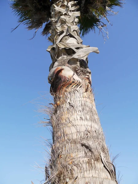 Detalle Del Tronco Palmera Jardín Del Parque — Foto de Stock