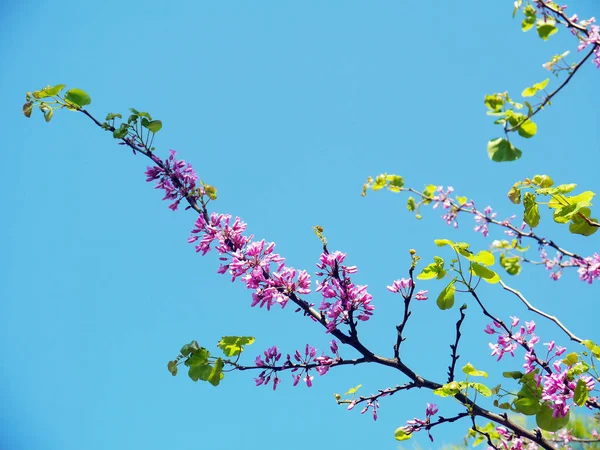 園内には春に鮮やかな色の花を咲かせる木の枝 — ストック写真