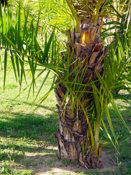 Palmträd Med Grenar Och Blad Fjärden Huvudstaden Cádiz Andalusien Spanien — Stockfoto