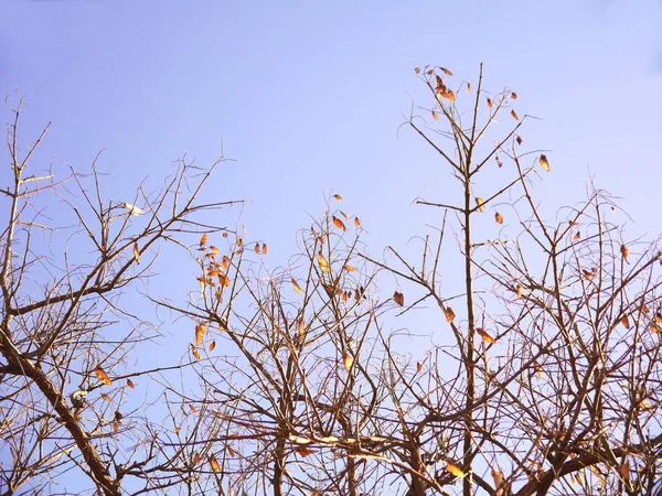 パーク ガーデンの秋の葉のない木の枝 — ストック写真