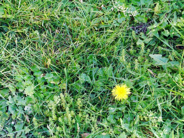 Yellow Daisy Flower Green Grass — 스톡 사진